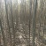 【荐】柳树苗山东柳树种苗速生柳树苗垂柳树苗绿化苗木