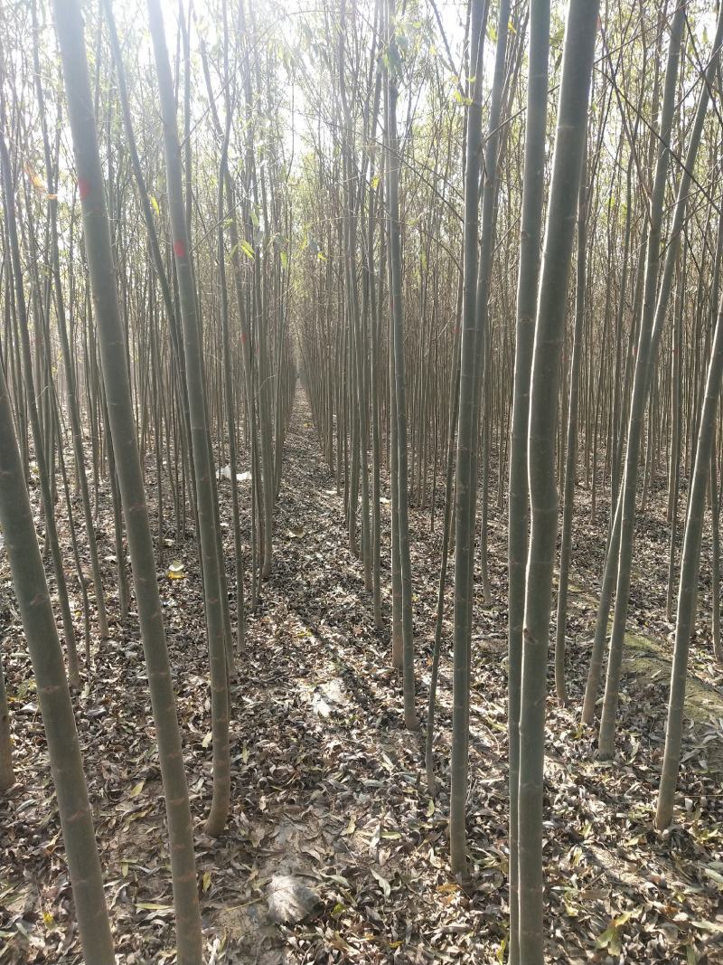 【荐】柳树苗山东柳树种苗速生柳树苗垂柳树苗绿化苗木