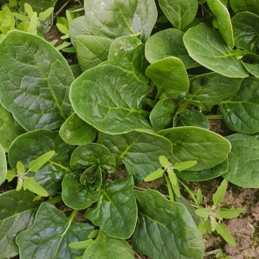 精品大棚菠菜无病害无黄叶