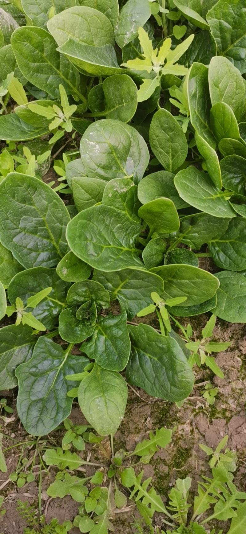 精品大棚菠菜无病害无黄叶