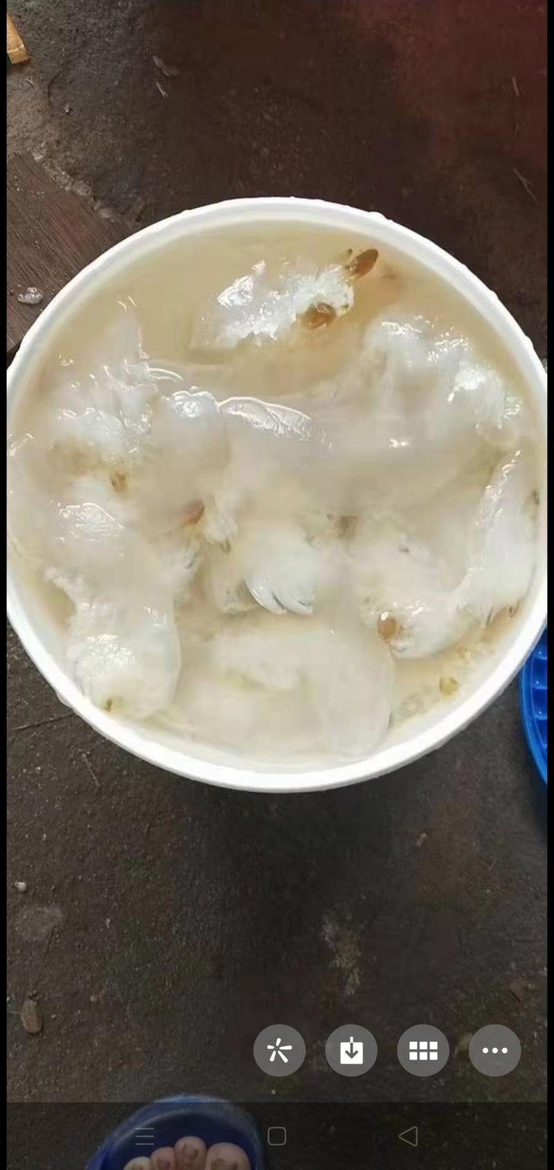 海蜇海蜇头白花叶片大量现货产地直发