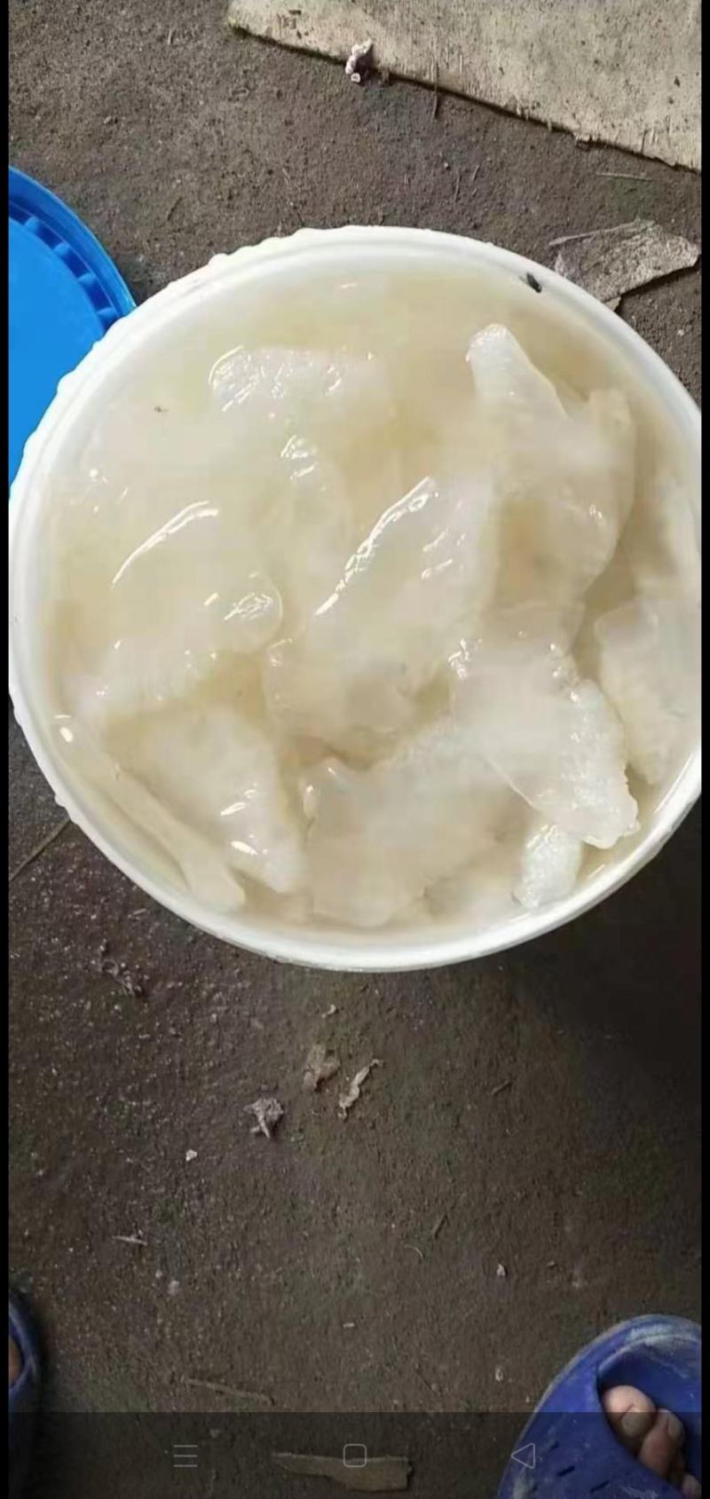 海蜇海蜇头白花叶片大量现货产地直发
