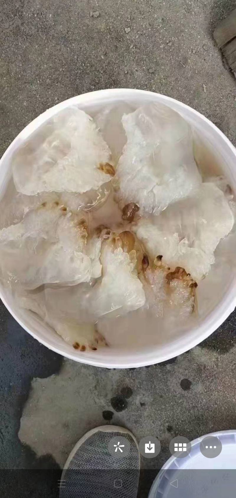 海蜇海蜇头白花叶片大量现货产地直发