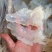 海蜇海蜇头白花叶片大量现货产地直发