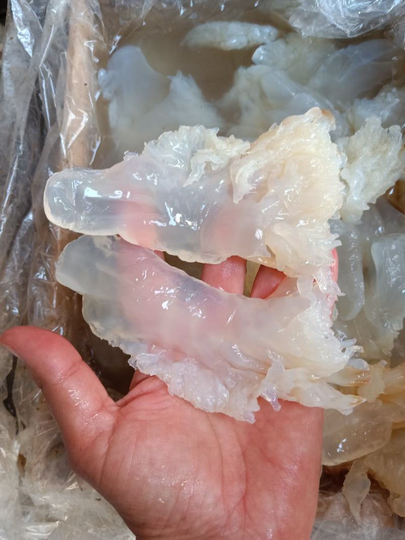 海蜇海蜇头白花叶片大量现货产地直发