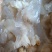 海蜇海蜇头白花叶片大量现货产地直发