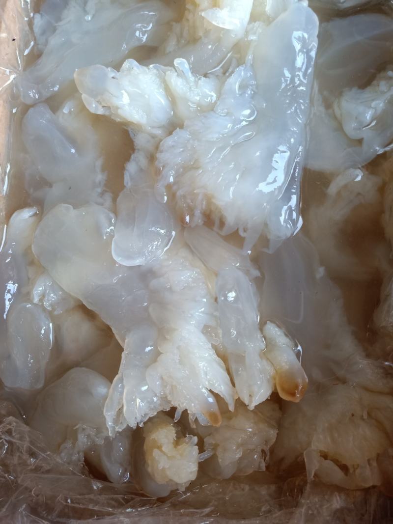 海蜇海蜇头白花叶片大量现货产地直发