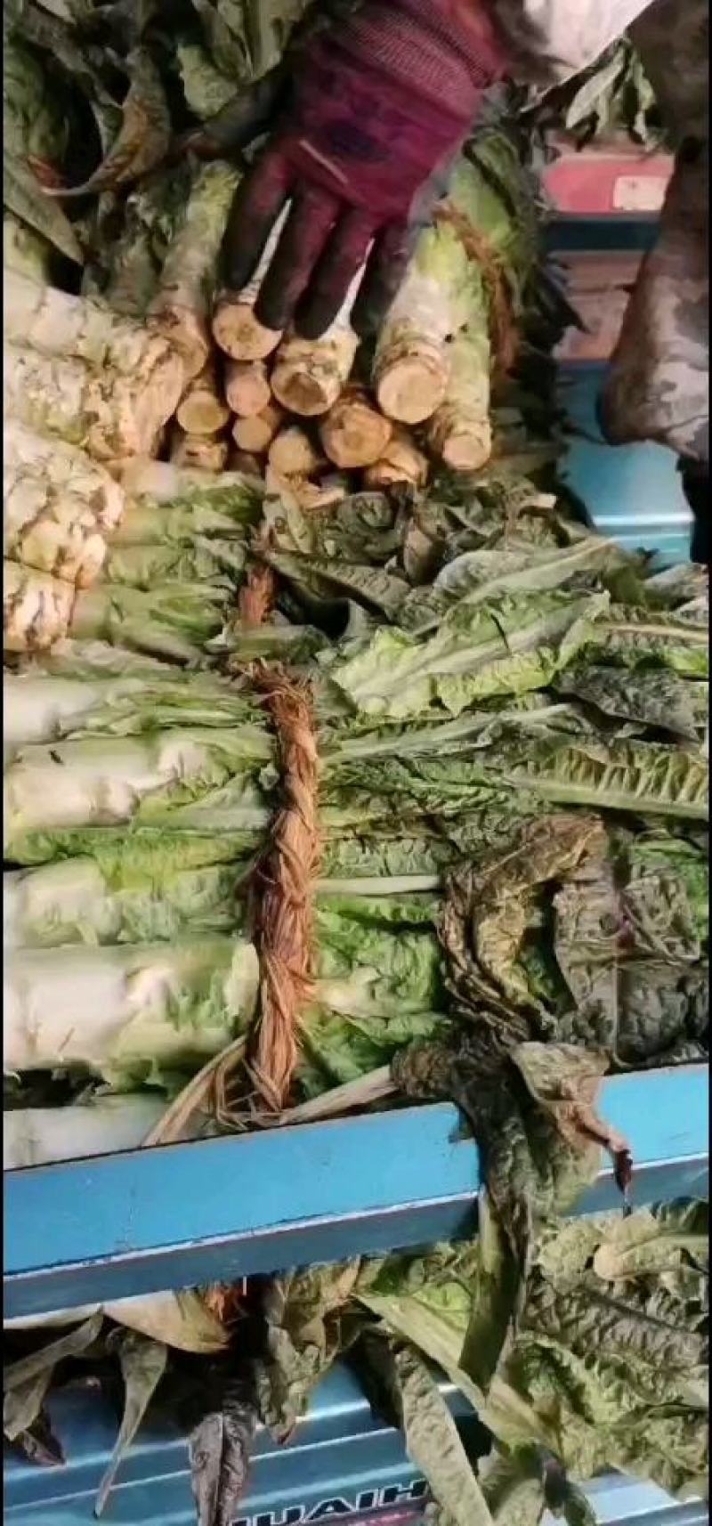 三青莴苣电商平台商超平台同时供应莴苣肉质细腻