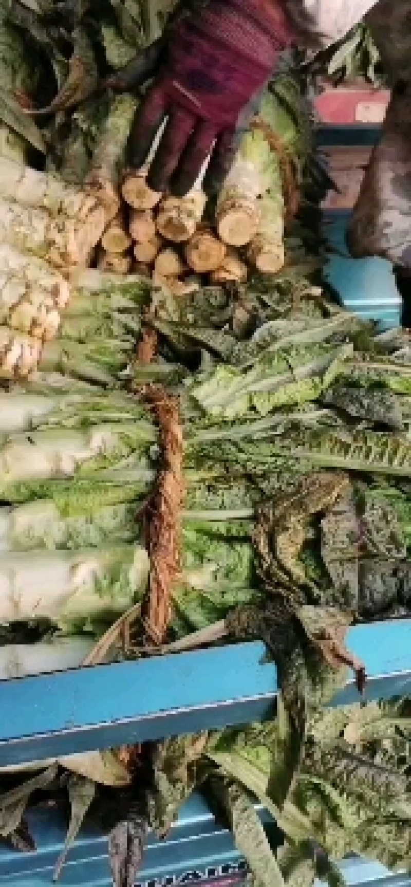 三青莴苣电商平台商超平台同时供应莴苣肉质细腻