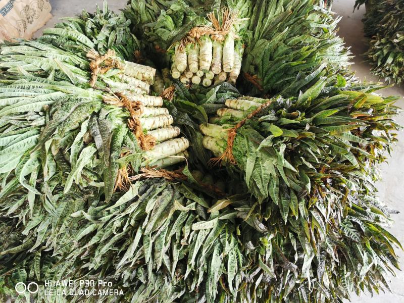 三青莴苣电商平台商超平台同时供应莴苣肉质细腻