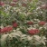 吴茱萸树苗，中花吴茱萸，棰油子树苗，臭辣子树苗，米辣子