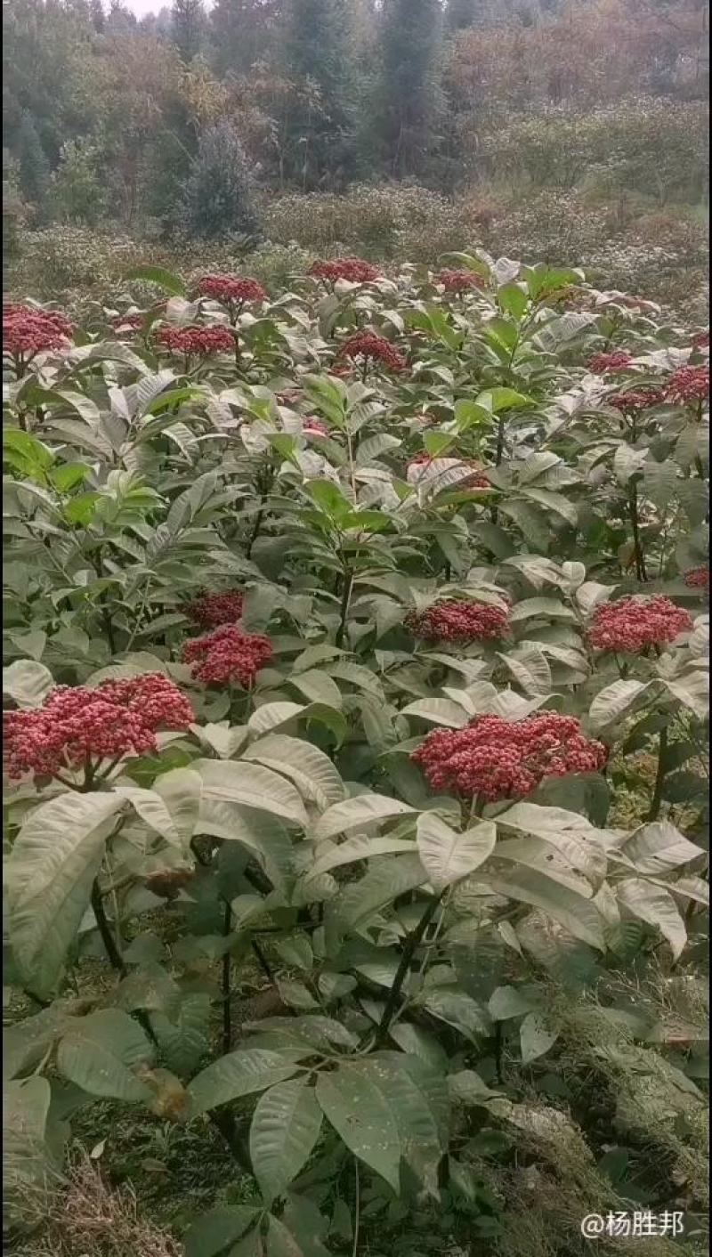 吴茱萸树苗，中花吴茱萸，棰油子树苗，臭辣子树苗，米辣子