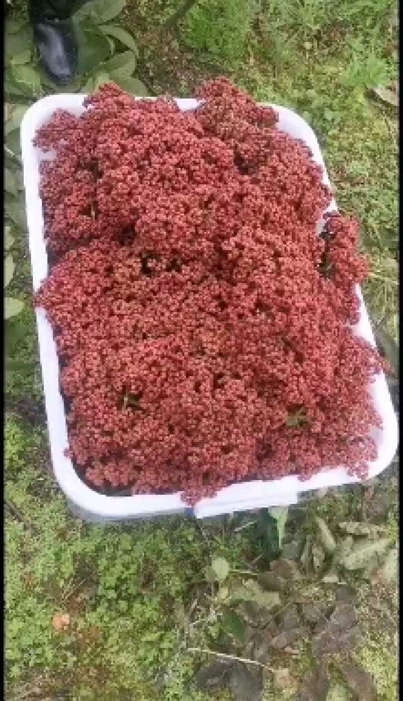 吴茱萸树苗，中花吴茱萸，棰油子树苗，臭辣子树苗，米辣子