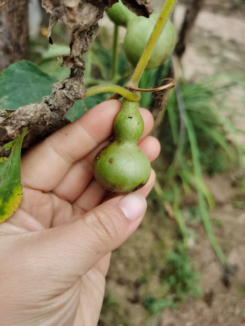 手捻葫芦种子小葫芦铁包金文玩葫芦观光爬藤植物