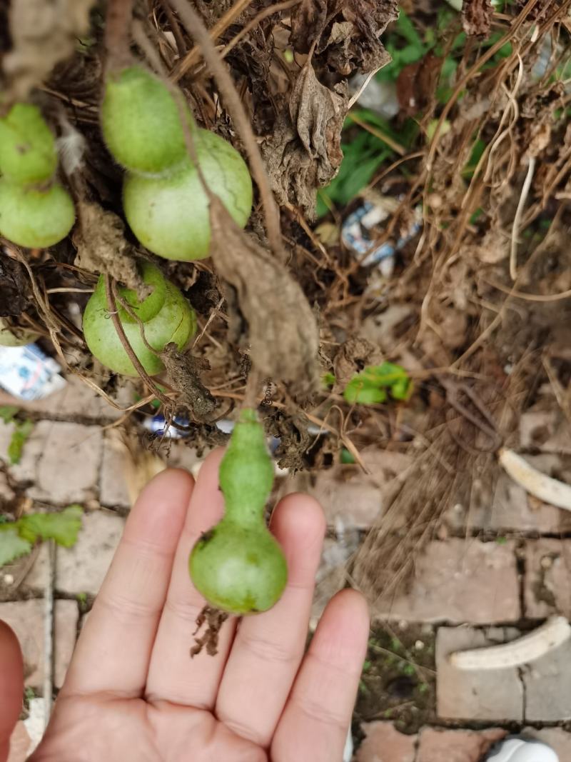 手捻葫芦种子小葫芦铁包金文玩葫芦观光爬藤植物