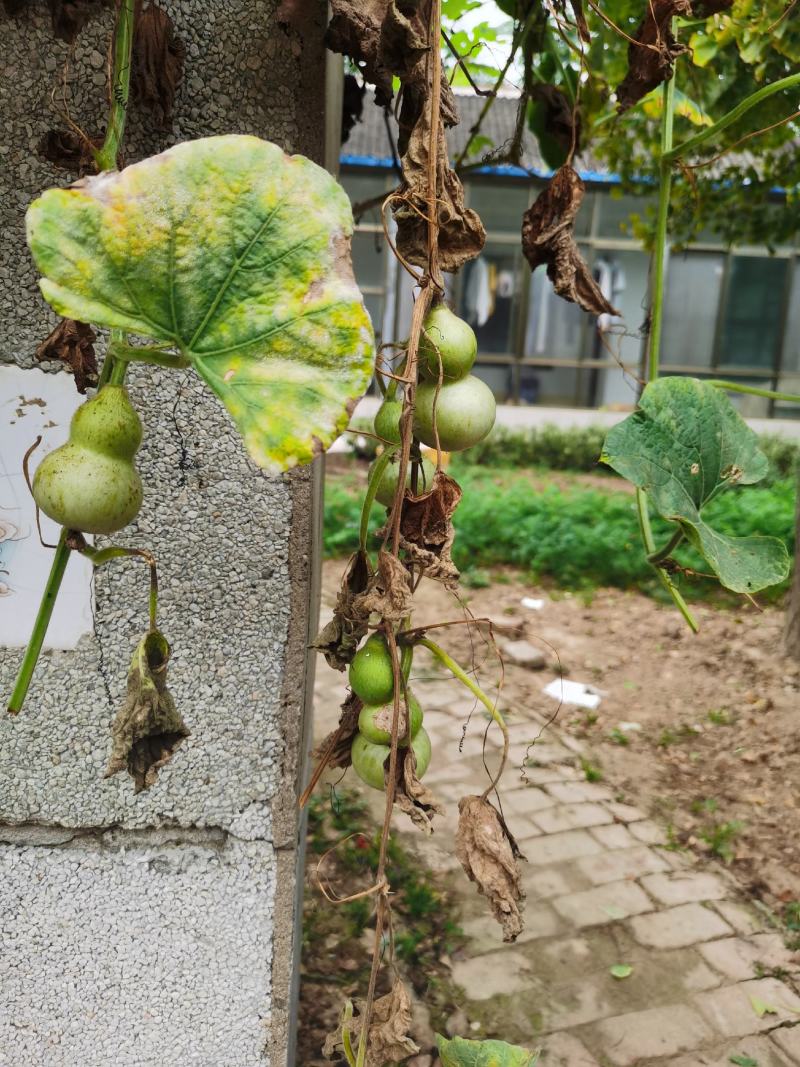 手捻葫芦种子小葫芦铁包金文玩葫芦观光爬藤植物