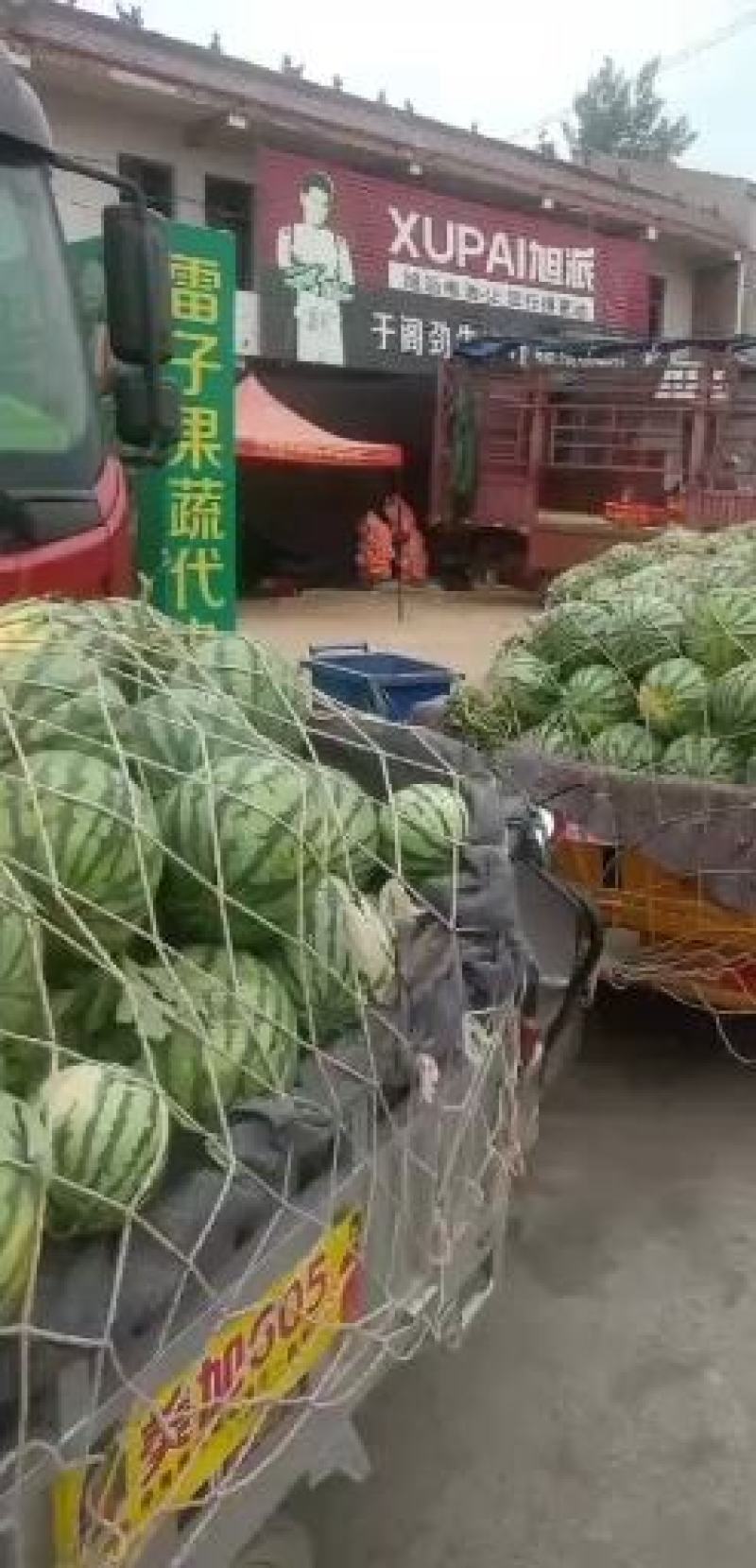 河南虞城美都西瓜美都8424自根苗产地直供诚信代办