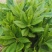 人参菜种子假人参飞来参野菜特菜种子露地大棚种植