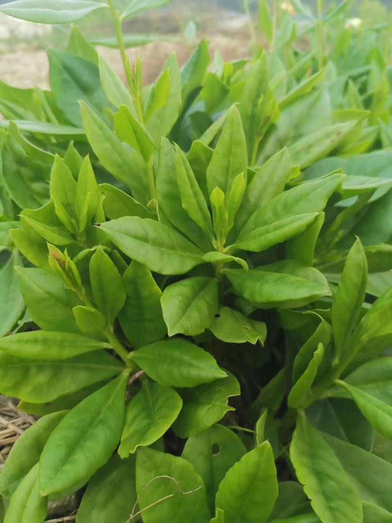 人参菜种子假人参飞来参野菜特菜种子露地大棚种植