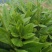 人参菜种子假人参飞来参野菜特菜种子露地大棚种植
