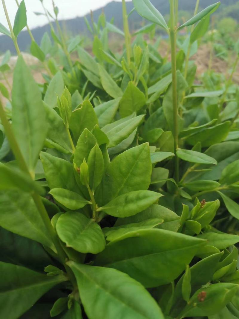 人参菜种子假人参飞来参野菜特菜种子露地大棚种植