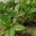 人参菜种子假人参飞来参野菜特菜种子露地大棚种植