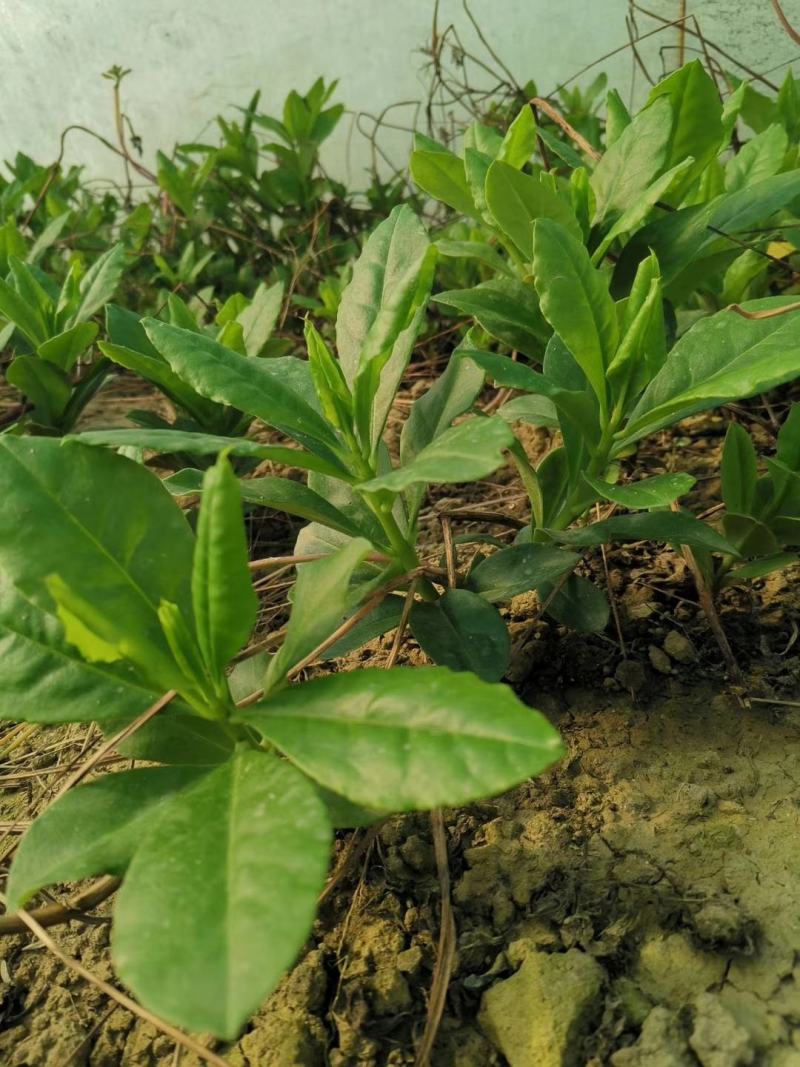 人参菜种子假人参飞来参野菜特菜种子露地大棚种植