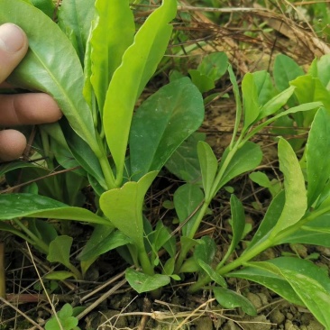 人参菜种子假人参飞来参野菜特菜种子露地大棚种植