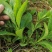 人参菜种子假人参飞来参野菜特菜种子露地大棚种植