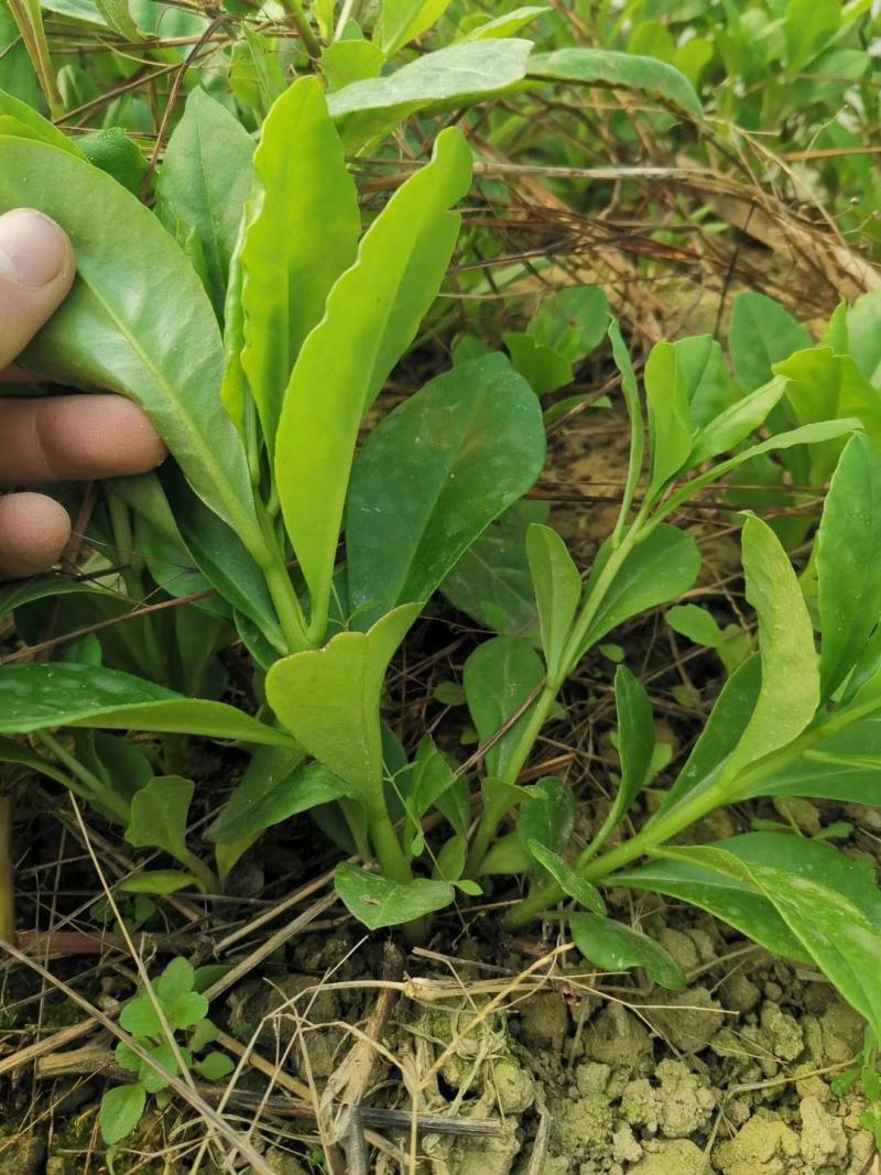 人参菜种子假人参飞来参野菜特菜种子露地大棚种植