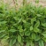 人参菜种子假人参飞来参野菜特菜种子露地大棚种植
