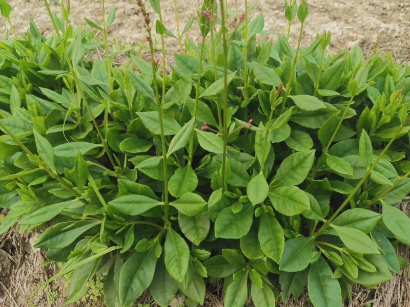 人参菜种子假人参飞来参野菜特菜种子露地大棚种植
