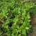 人参菜种子假人参飞来参野菜特菜种子露地大棚种植