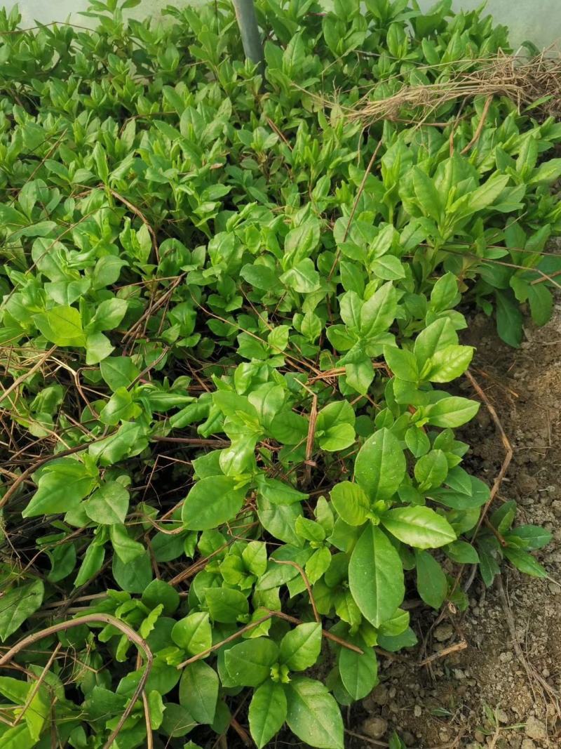 人参菜种子假人参飞来参野菜特菜种子露地大棚种植