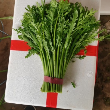 优质邯郸永年茼蒿大量供应，产地直供保证新鲜！