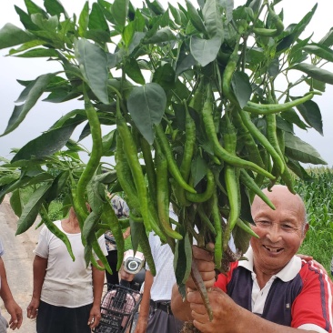 订单农业，羊角红辣椒保护价回收