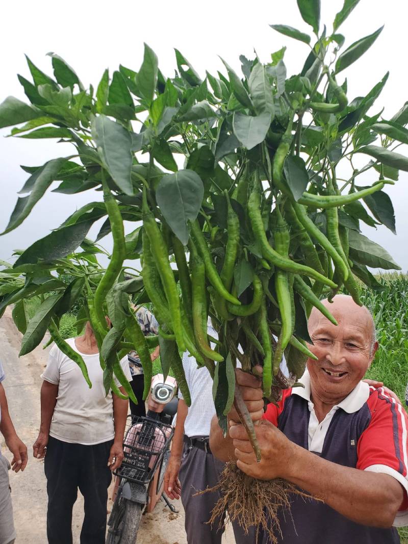 订单农业，羊角红辣椒保护价回收