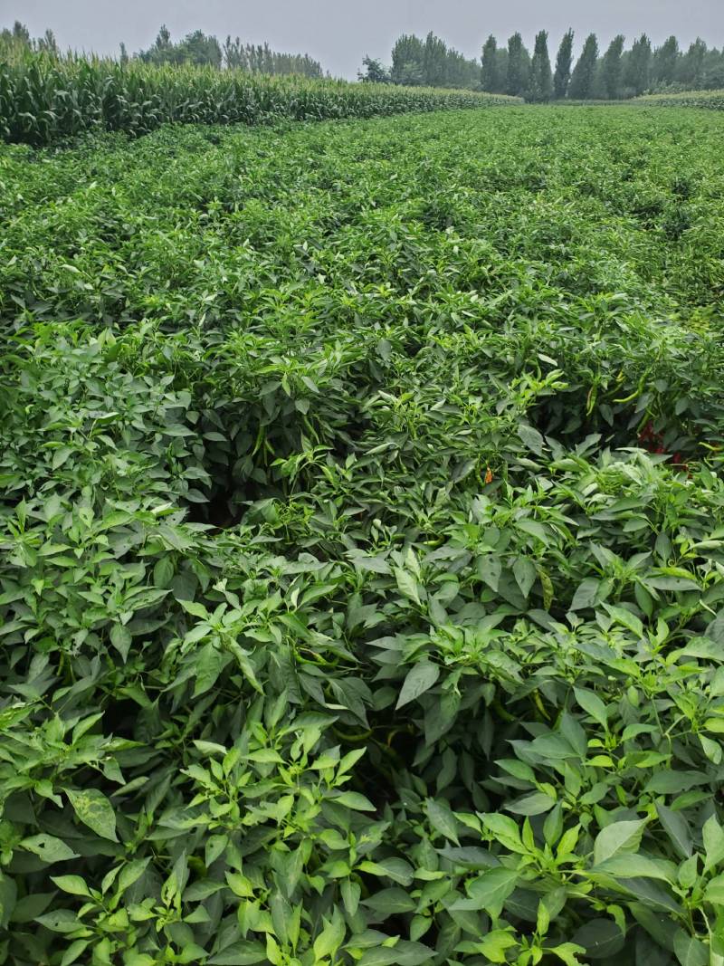 订单农业，羊角红辣椒保护价回收