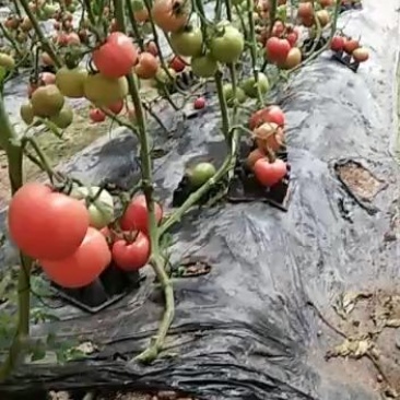 硬粉西红柿金刚东西精品果品种多
