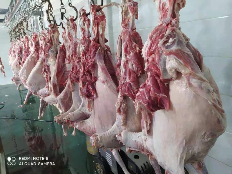 剔骨羊肉，内蒙古大草原羊肉