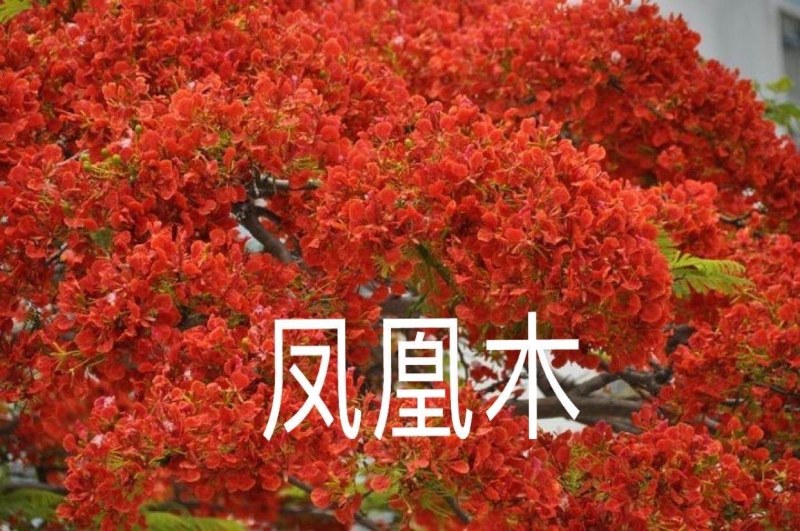 凤凰木树苗【适合南北方种植】【珍惜稀有品种苗木】