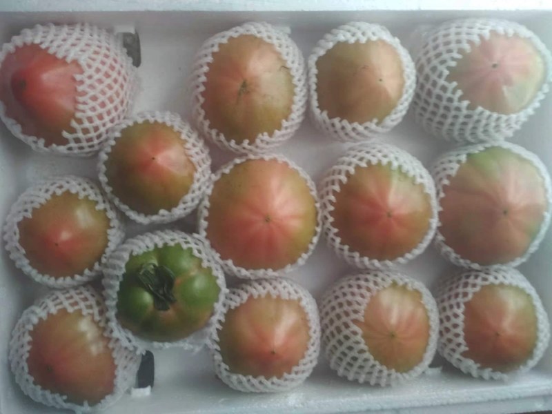 绿色无污染杠六九西红柿