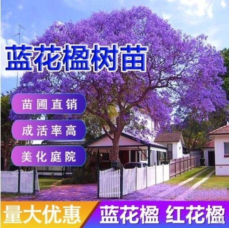 蓝花楹树【适合南北方种植】【珍惜稀有品种苗木】