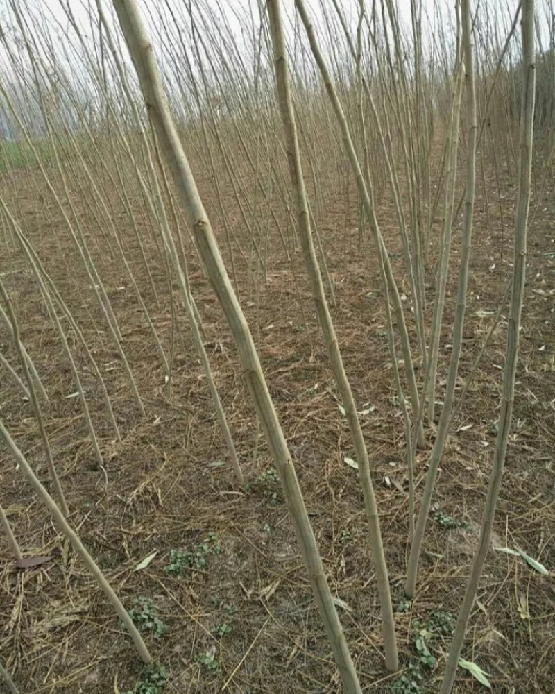 蓝花楹树【适合南北方种植】【珍惜稀有品种苗木】