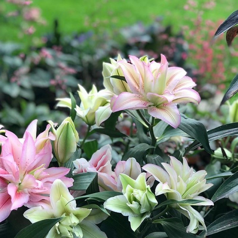 荷兰百合【速生生长速度开花快】适合南方北方种植