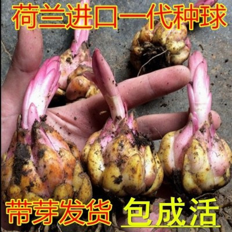 荷兰百合【速生生长速度开花快】适合南方北方种植