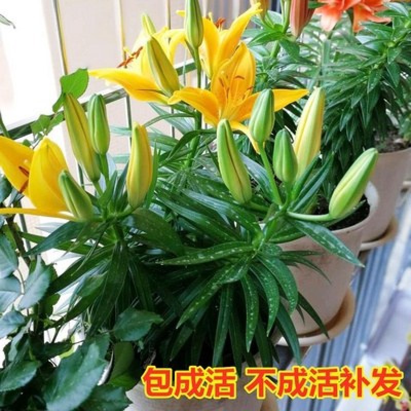 荷兰百合【速生生长速度开花快】适合南方北方种植