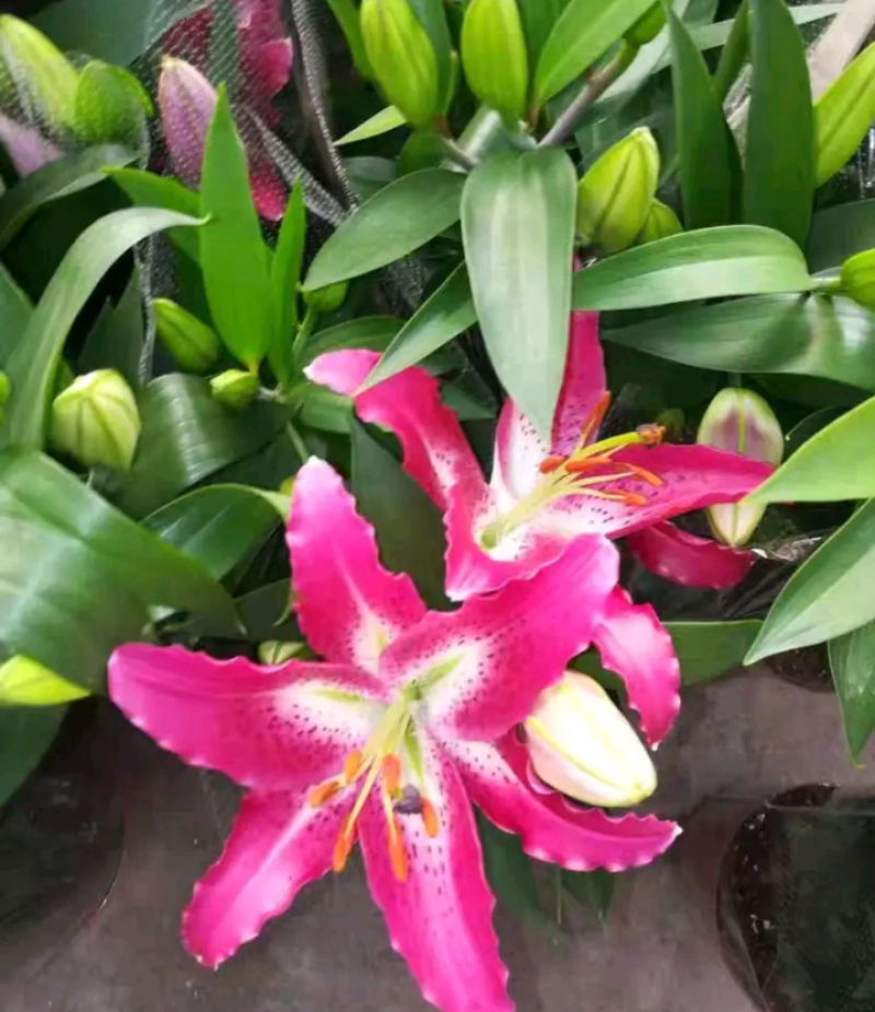 荷兰百合【速生生长速度开花快】适合南方北方种植
