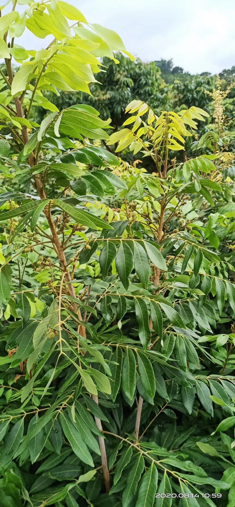 储良龙眼树苗，四季龙眼树苗石硖龙眼树苗，南北方可以种