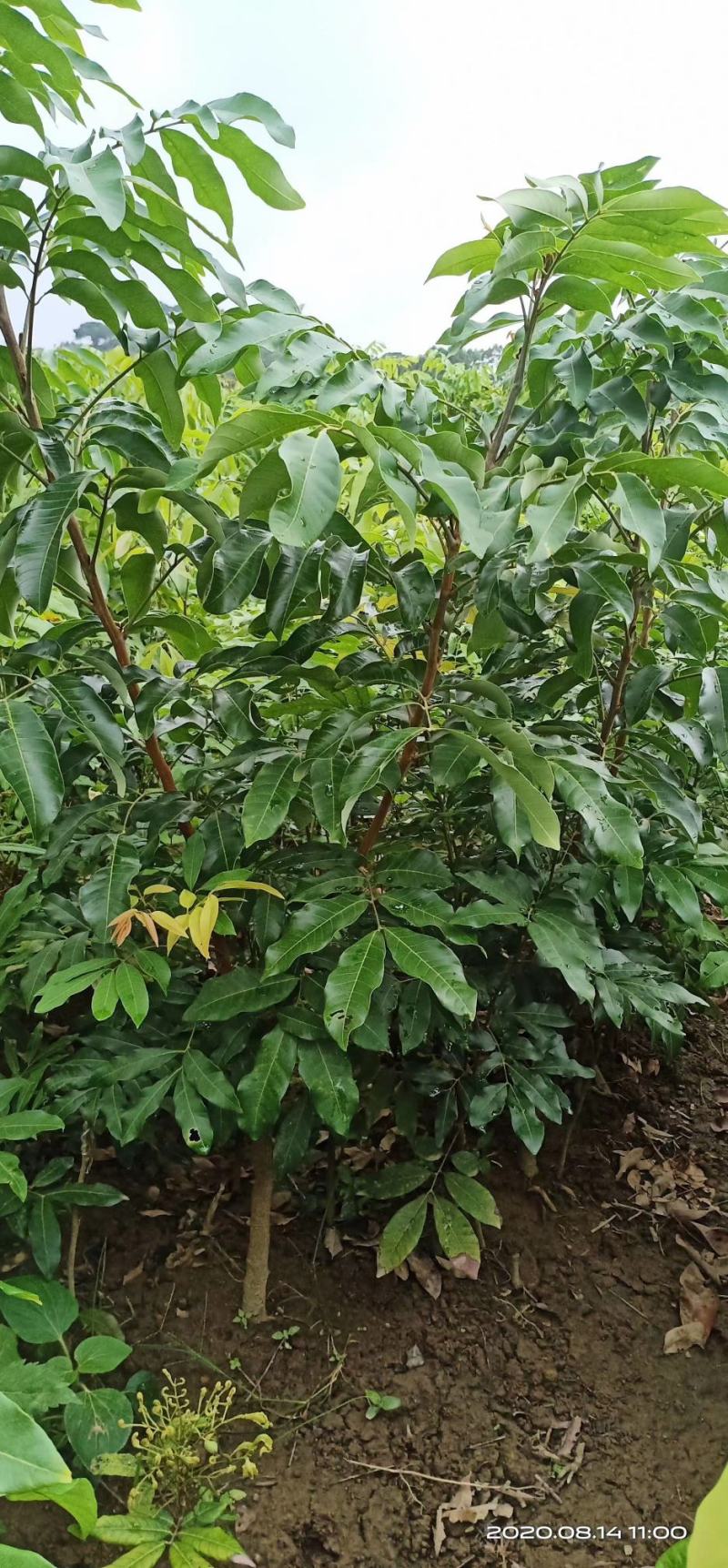 储良龙眼树苗，四季龙眼树苗石硖龙眼树苗，南北方可以种